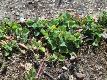 Fotografia da espécie Medicago lupulina