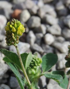 Fotografia 12 da espécie Medicago lupulina no Jardim Botânico UTAD