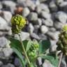 Fotografia 12 da espécie Medicago lupulina do Jardim Botânico UTAD