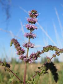 Fotografia da espécie Mentha spicata