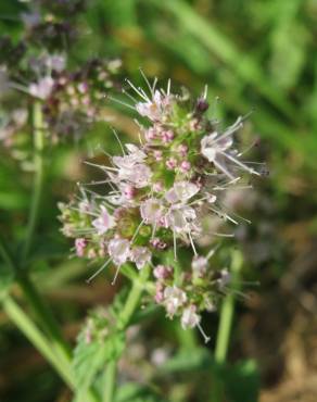 Fotografia 6 da espécie Mentha spicata no Jardim Botânico UTAD