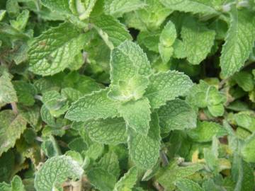 Fotografia da espécie Mentha spicata
