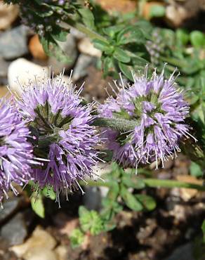 Fotografia 4 da espécie Mentha pulegium no Jardim Botânico UTAD