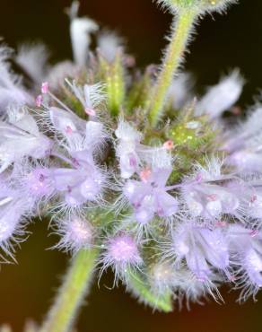 Fotografia 6 da espécie Mentha pulegium no Jardim Botânico UTAD