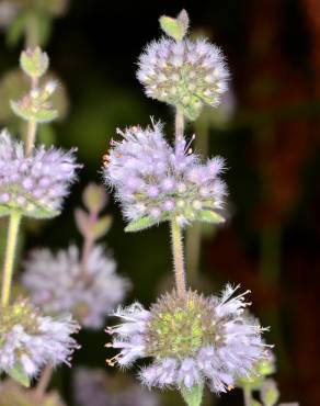 Fotografia 8 da espécie Mentha pulegium no Jardim Botânico UTAD