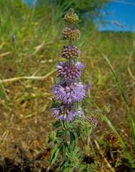 Mentha pulegium