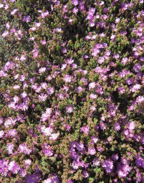 Fotografia 6 da espécie Mesembryanthemum crystallinum no Jardim Botânico UTAD