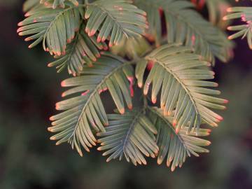 Fotografia da espécie Metasequoia glyptostroboides