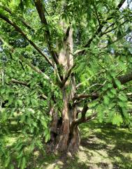 Metasequoia glyptostroboides