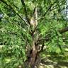 Fotografia 1 da espécie Metasequoia glyptostroboides do Jardim Botânico UTAD