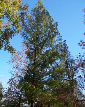 Fotografia 8 da espécie Metasequoia glyptostroboides no Jardim Botânico UTAD