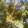 Fotografia 9 da espécie Metasequoia glyptostroboides do Jardim Botânico UTAD
