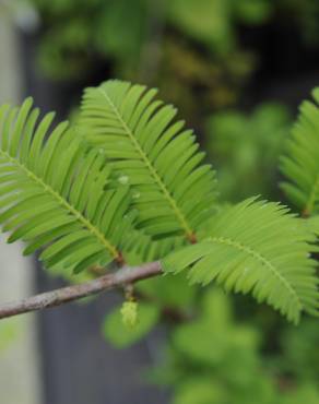 Fotografia 11 da espécie Metasequoia glyptostroboides no Jardim Botânico UTAD