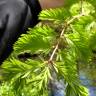 Fotografia 12 da espécie Metasequoia glyptostroboides do Jardim Botânico UTAD