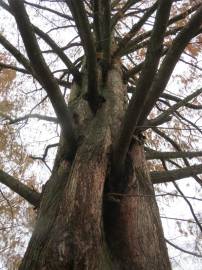 Fotografia da espécie Metasequoia glyptostroboides