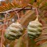Fotografia 15 da espécie Metasequoia glyptostroboides do Jardim Botânico UTAD