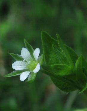 Fotografia 5 da espécie Moehringia trinervia no Jardim Botânico UTAD