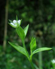 Fotografia da espécie Moehringia trinervia