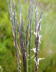 Nardus stricta