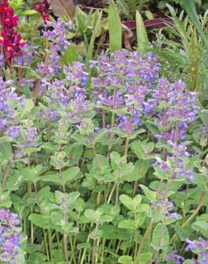 Fotografia 1 da espécie Nepeta x faassenii no Jardim Botânico UTAD