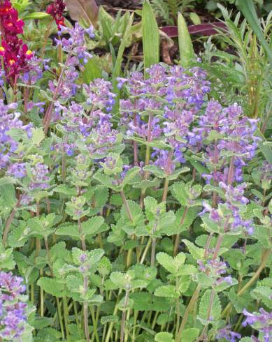 Fotografia de capa Nepeta x faassenii - do Jardim Botânico