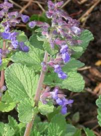 Fotografia da espécie Nepeta x faassenii