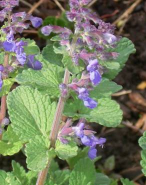 Fotografia 4 da espécie Nepeta x faassenii no Jardim Botânico UTAD