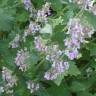 Fotografia 6 da espécie Nepeta x faassenii do Jardim Botânico UTAD