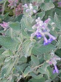 Fotografia da espécie Nepeta x faassenii