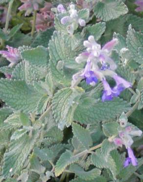 Fotografia 7 da espécie Nepeta x faassenii no Jardim Botânico UTAD