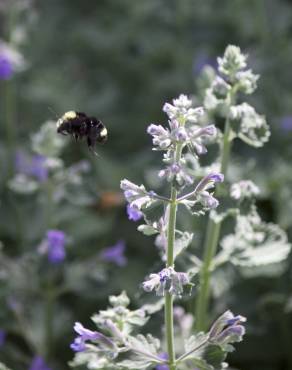 Fotografia 8 da espécie Nepeta x faassenii no Jardim Botânico UTAD