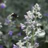 Fotografia 8 da espécie Nepeta x faassenii do Jardim Botânico UTAD