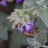 Fotografia 9 da espécie Nepeta x faassenii do Jardim Botânico UTAD