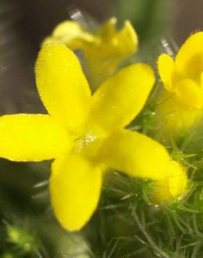 Fotografia 8 da espécie Neatostema apulum no Jardim Botânico UTAD