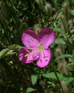 Fotografia 5 da espécie Oenothera rosea no Jardim Botânico UTAD