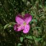 Fotografia 5 da espécie Oenothera rosea do Jardim Botânico UTAD