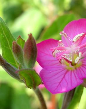 Fotografia 6 da espécie Oenothera rosea no Jardim Botânico UTAD