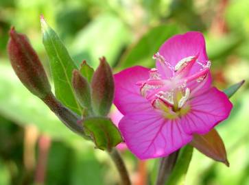 Fotografia da espécie Oenothera rosea