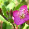 Fotografia 6 da espécie Oenothera rosea do Jardim Botânico UTAD