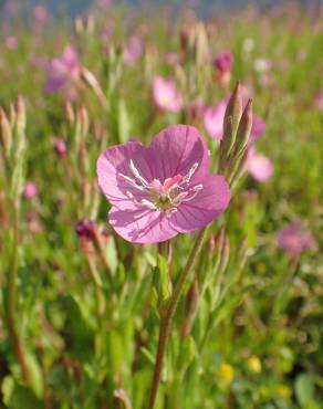 Fotografia 7 da espécie Oenothera rosea no Jardim Botânico UTAD