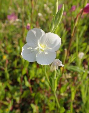 Fotografia 8 da espécie Oenothera rosea no Jardim Botânico UTAD