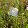 Fotografia 8 da espécie Oenothera rosea do Jardim Botânico UTAD