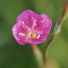 Fotografia 9 da espécie Oenothera rosea do Jardim Botânico UTAD