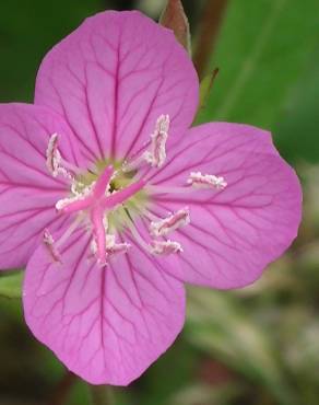 Fotografia 1 da espécie Oenothera rosea no Jardim Botânico UTAD