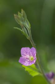 Fotografia da espécie Oenothera rosea