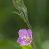 Fotografia 11 da espécie Oenothera rosea do Jardim Botânico UTAD