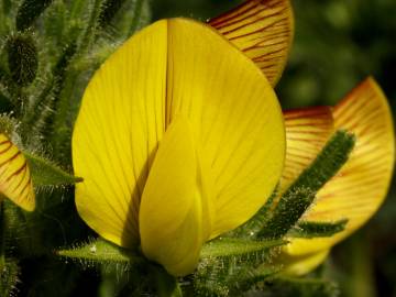 Fotografia da espécie Ononis natrix