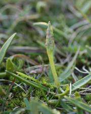 Fotografia da espécie Ophioglossum lusitanicum