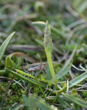 Fotografia 1 da espécie Ophioglossum lusitanicum no Jardim Botânico UTAD