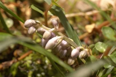 Fotografia da espécie Ophiopogon japonicus